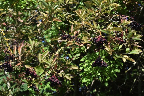 Elder tree with berries